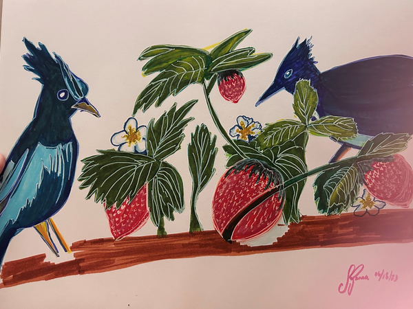 blue jays and berries